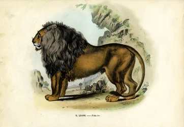 Lion, 1863-79